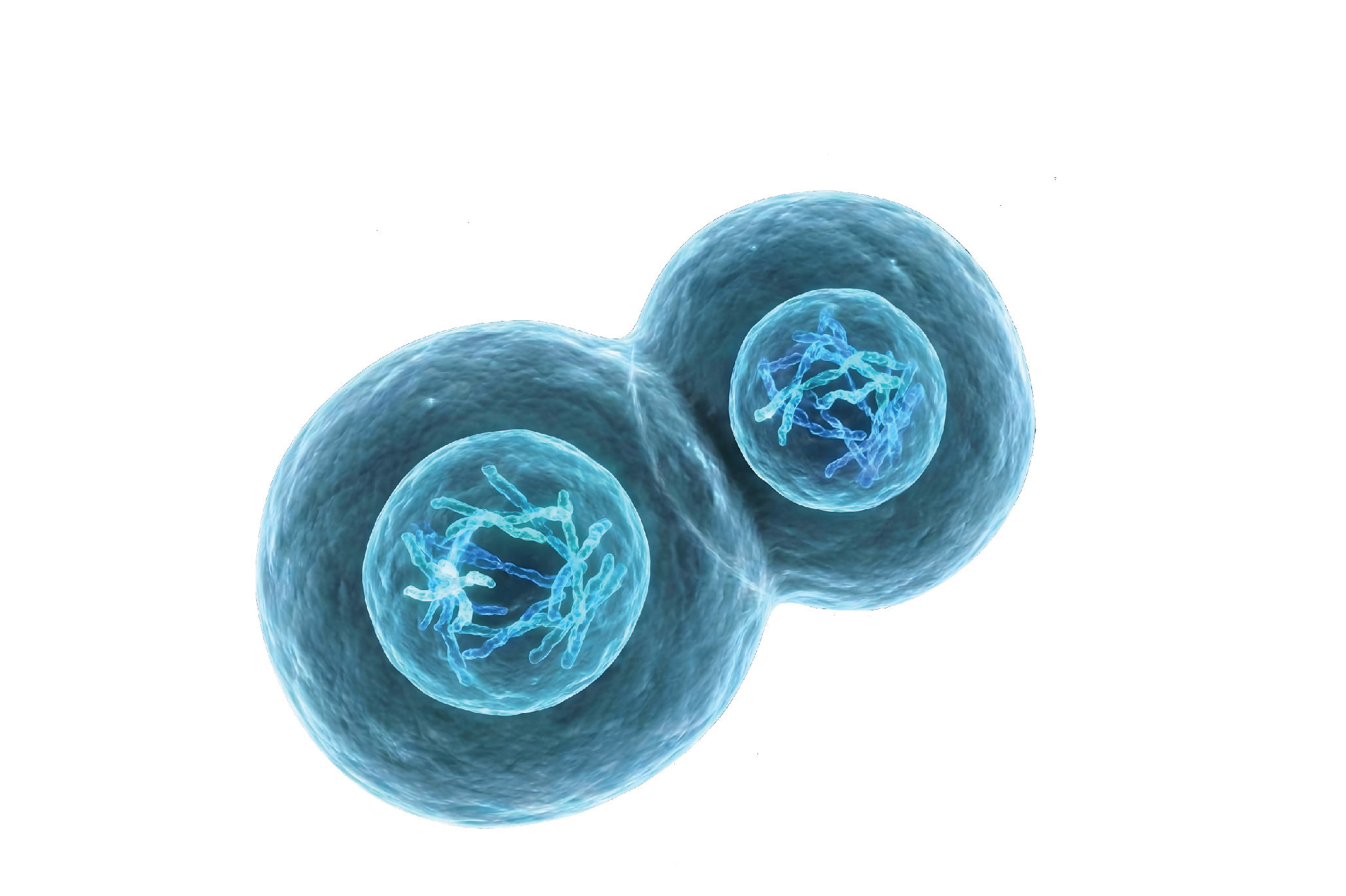 Cancer cells split.