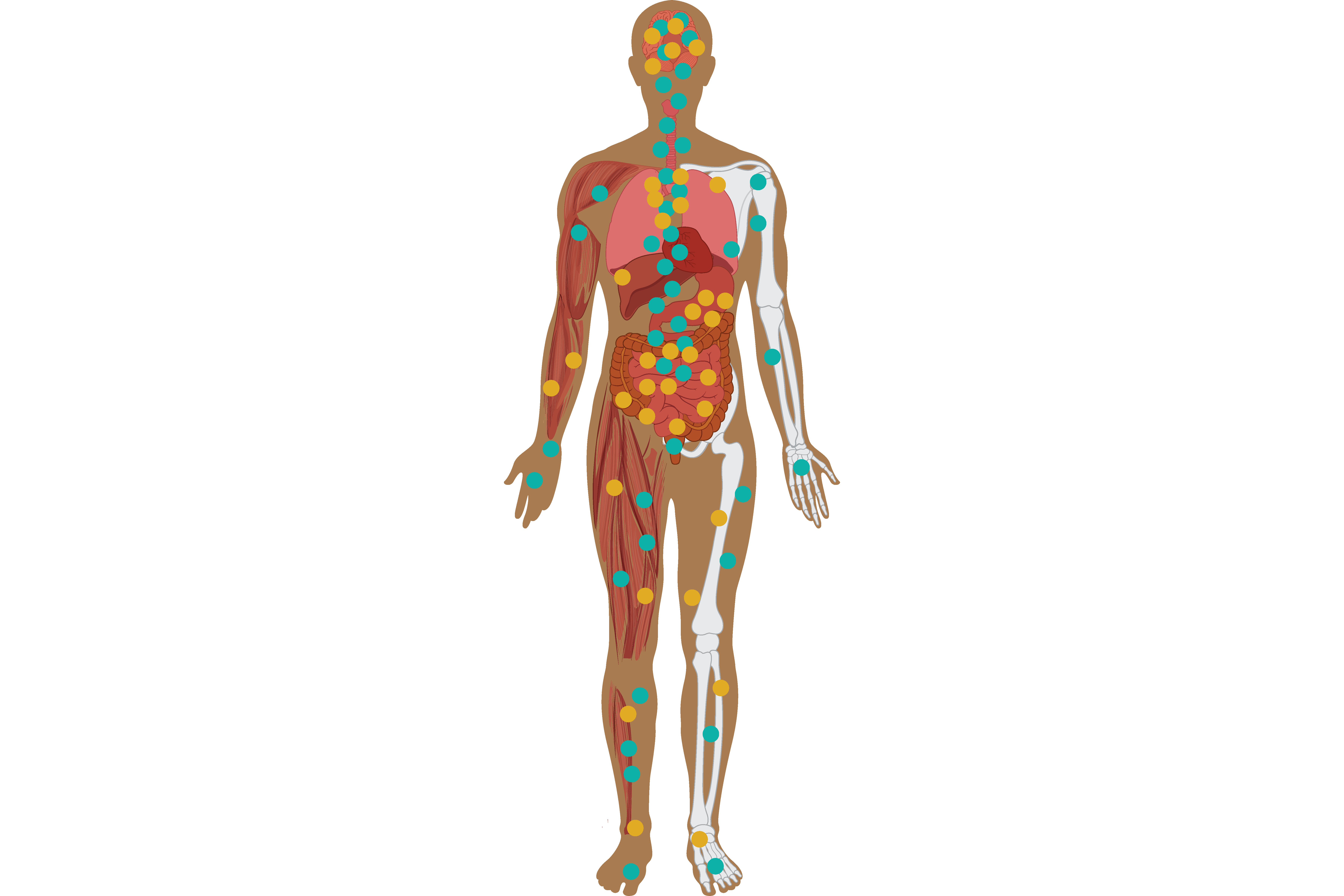 A human body showing muscle on the left side and skeleton on the right.