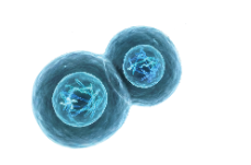 Two cancer cells