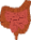 Digestion organ